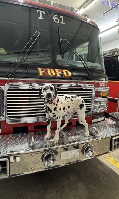 Tiller Firehouse Dog