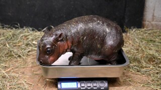 Baby hippo