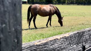 Riding for Hope Horses in Prison