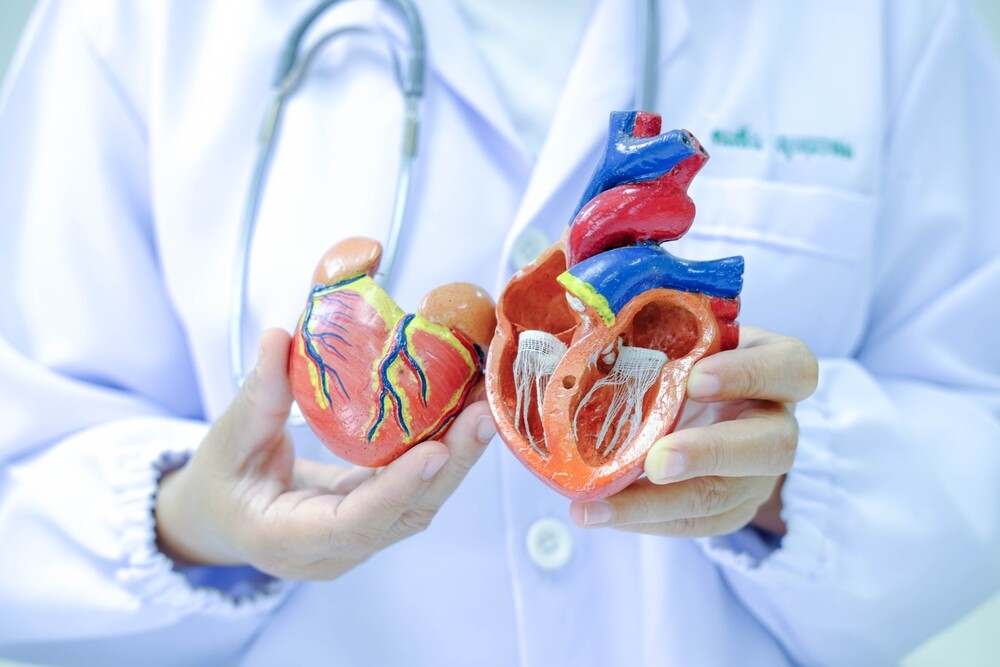 A person showing an anatomical model of the heart