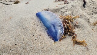 The Portuguese Man O' War Found in warm ocean waters.