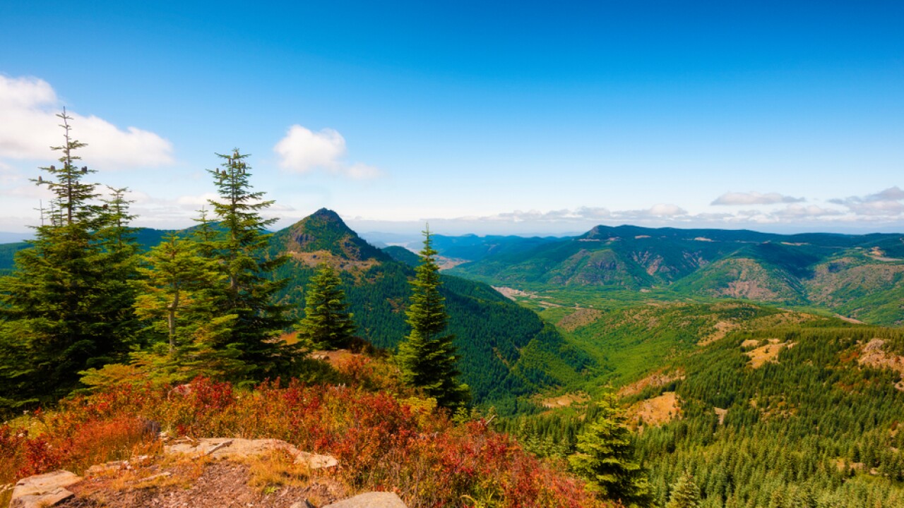 Gifford Pinchot National Forest near Mt St. Helens 